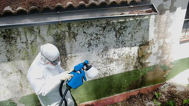 Top rated local Basement Mold Removal specialists in Rhodesdale, MD